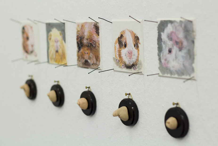 An einer Wand hängen Bilder von Meerschweinchen, darunter kleine Genitalien aus Modelliermasse.