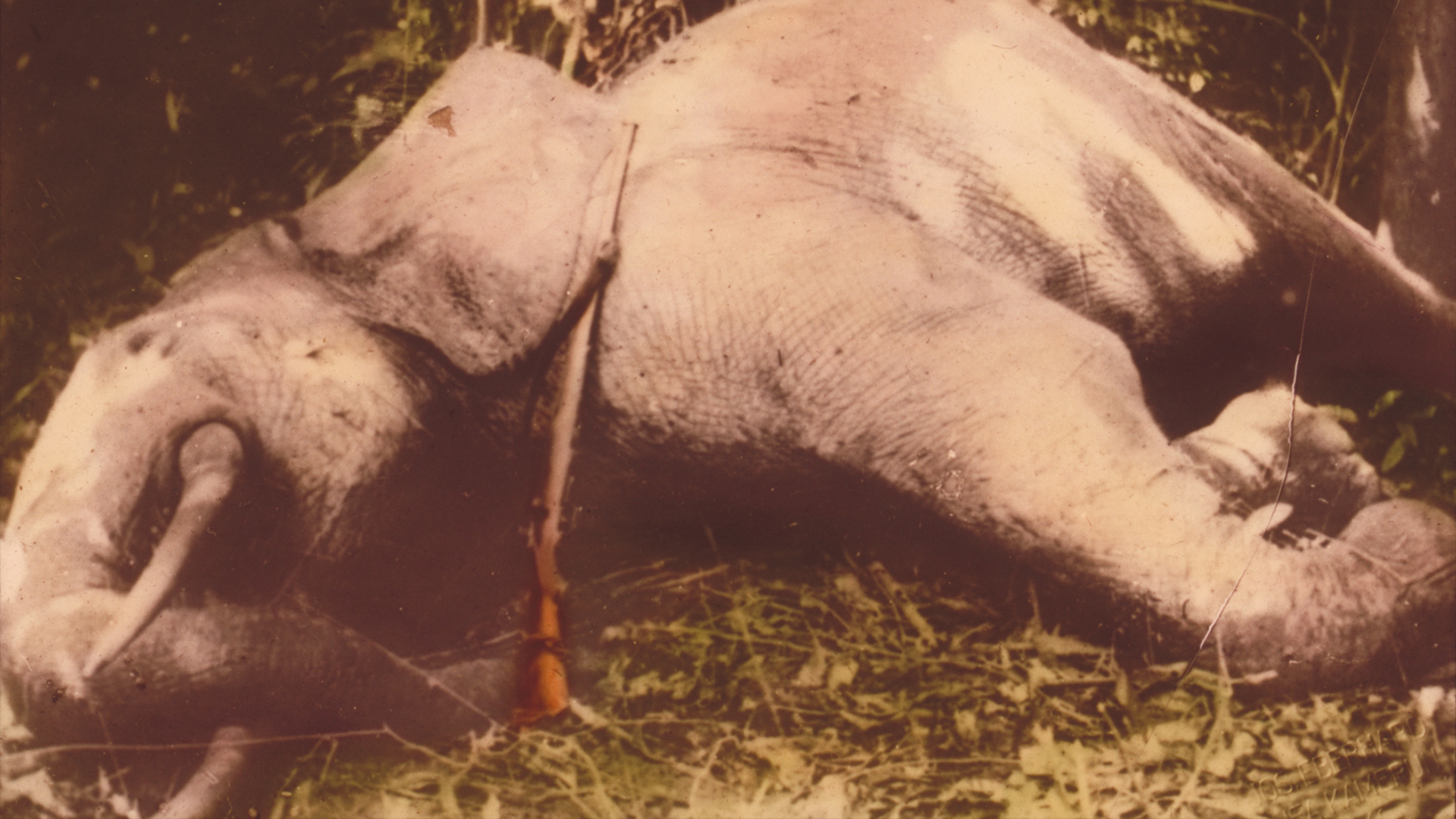 Ein toter Elefant liegt im Gras, ein Gewehr liegt auf seinem Rüssel.